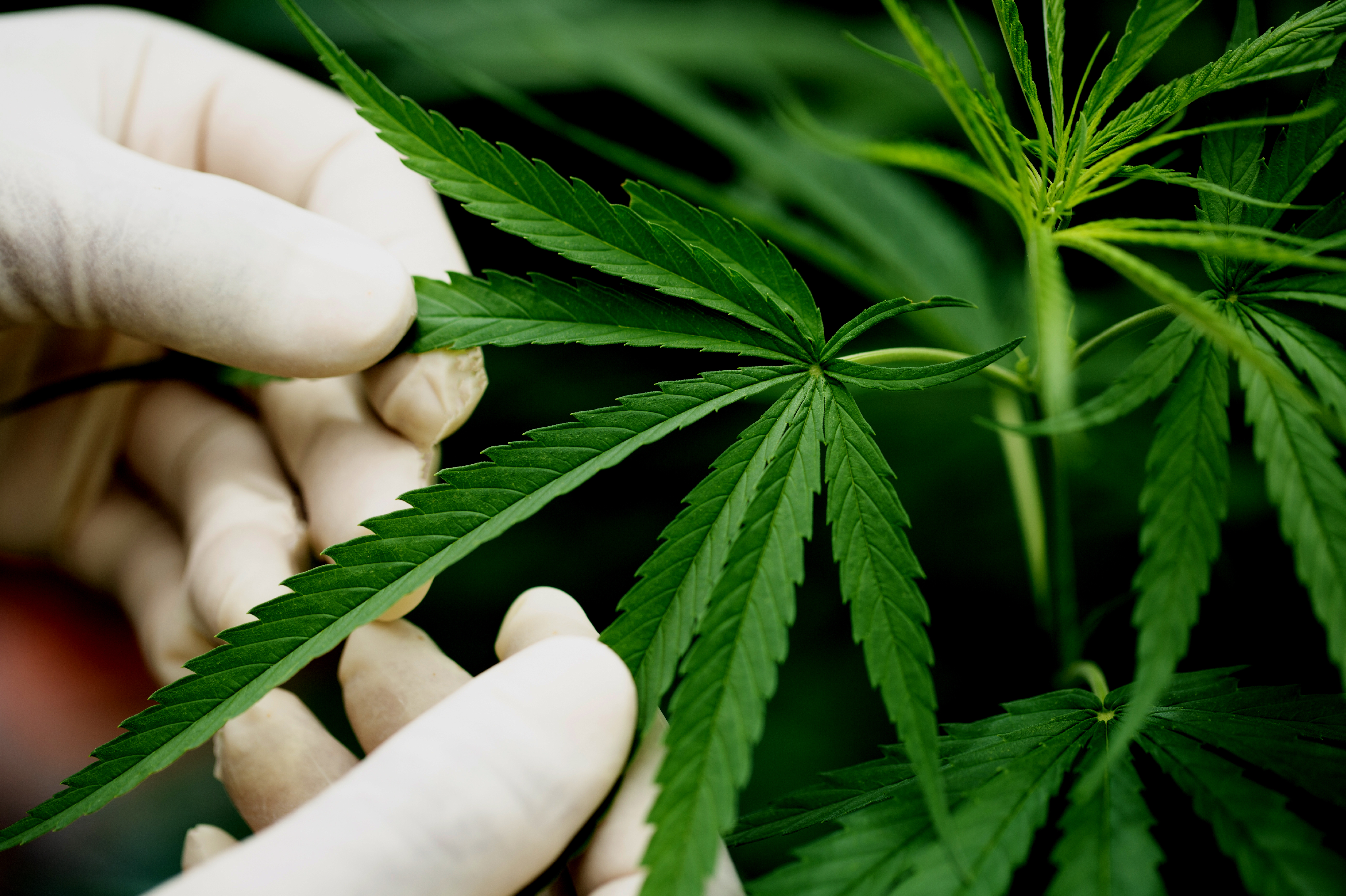 CBD Uncovered: A Comprehensive Guide To CBD